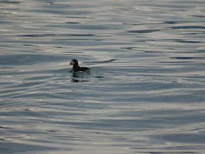 HUSAVIK - DEPART EN BATEAU POUR LES BALEINES ET MACAREUX MOINE