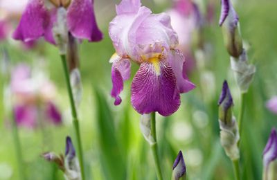 De beaux iris aux couleurs subtiles ...