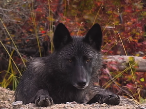 Au Pays du Loup (#24)