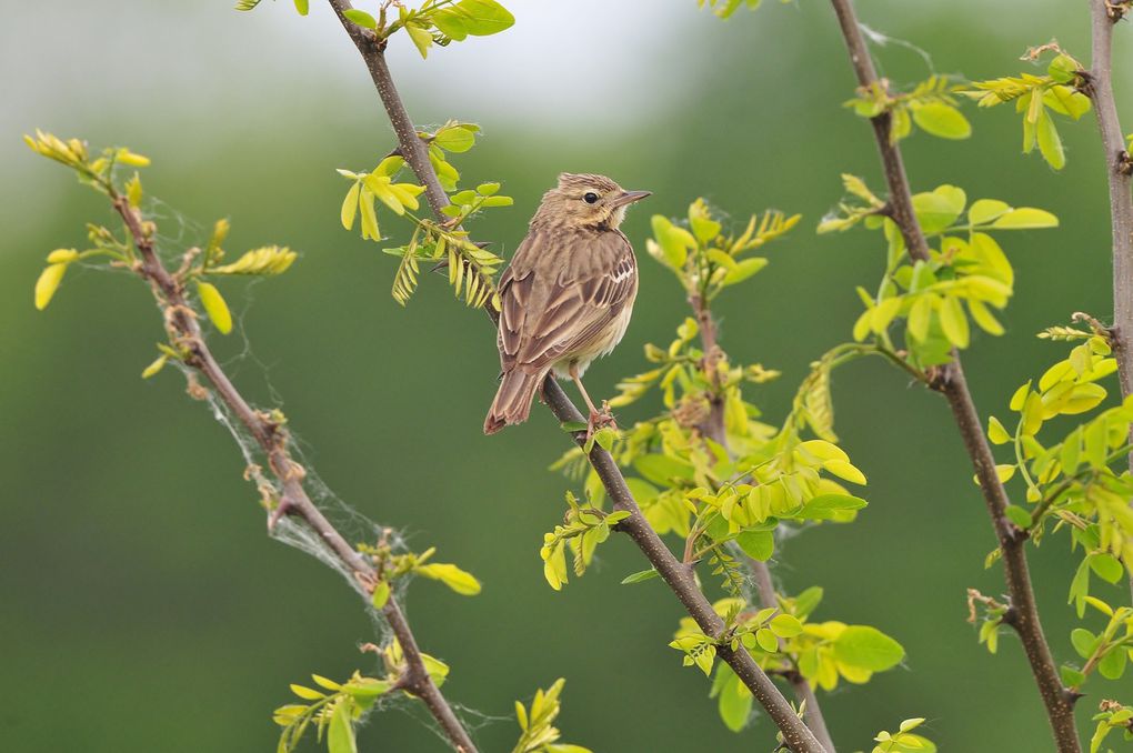 Pipit des arbres (Anthus trivialis).