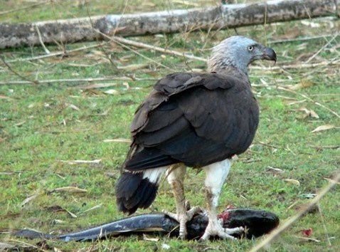 Album - oiseaux-de-proie