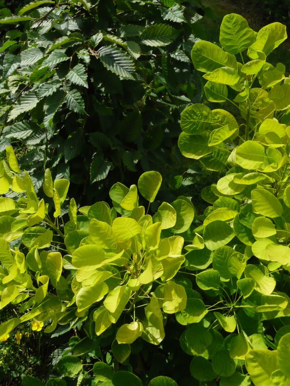 Les plantes et arbres à feuillage dore ou jaune. Golden foliage plants and yellow leaves.