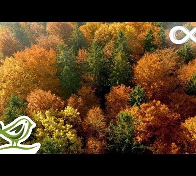 Beautiful Relaxing Music - Calming Piano & Guitar Music by Soothing Relaxation