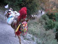 TREK DU MANASLU-NEPAL-14 ème Etape (Gao - Dharapani)