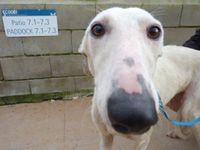 Galga blanche 1an et demi à  l'adoption en Normandie