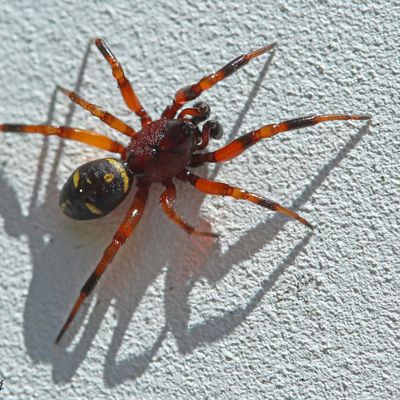 Araignée : Asagena phalerata