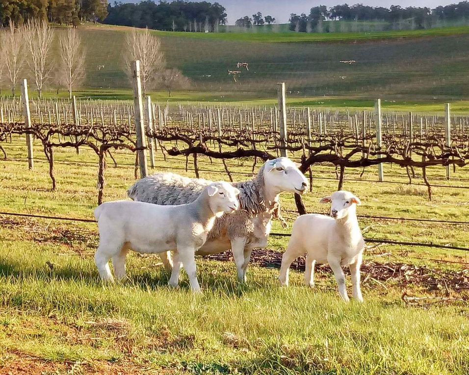 Le vignoble. 