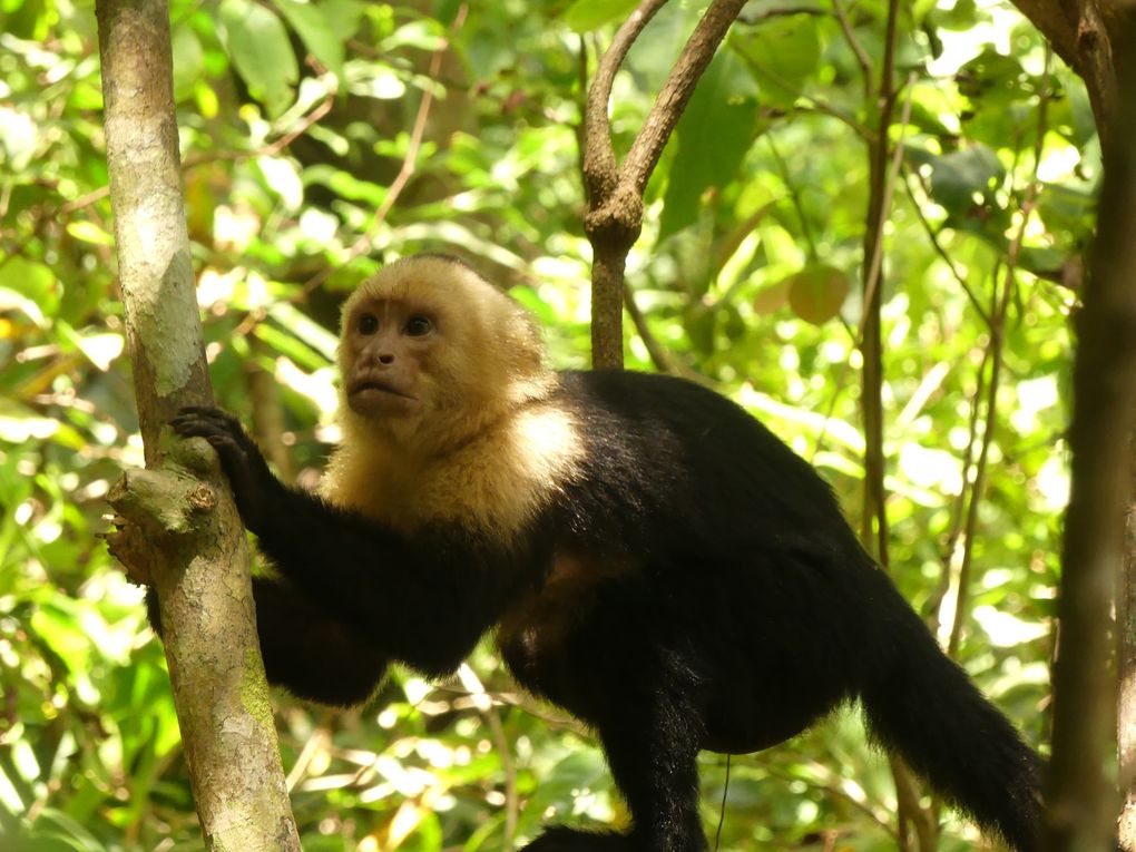 Un condensé de nos découvertes animales