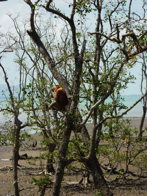 Kuching - Mongkos - Bako national park.
Certaines photos a Mongkos sont de Jennie ou depuis son appareil car en bon cretin, je decouvre que mes deux batteries sont vides...