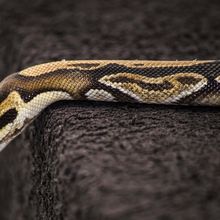 Serpent Python Royal