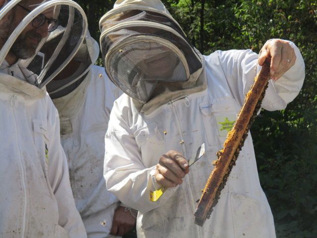 Journée technique d'élevage de reines