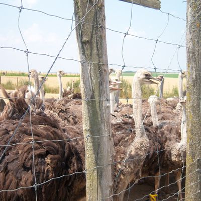 AUTRUCHES .... visite de la ferme ......