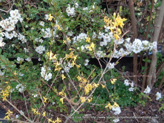 Mon jardin Le Clos fleuri en avril ......