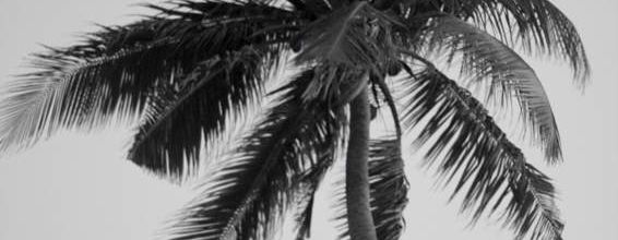 Sous les cocotiers