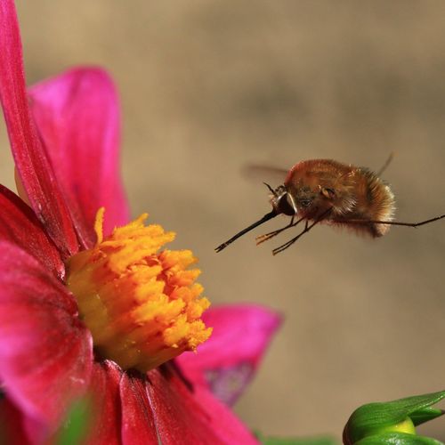 Pas Si Bon Le Bombyle L Agrion De L Oise