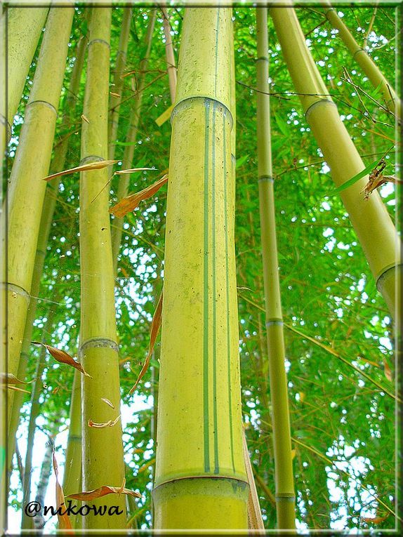 Album - Phyllostachys Sufurea