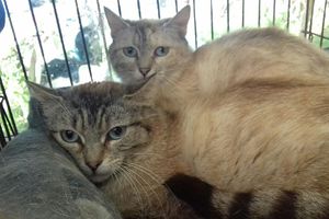 Eros et Bella à adopter