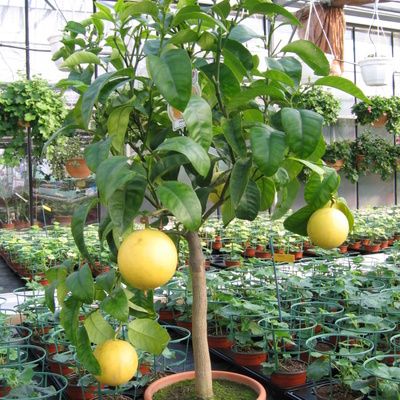 Engrais citronnier : comment entretenir un citronnier ? -  Aménagement-jardin.com