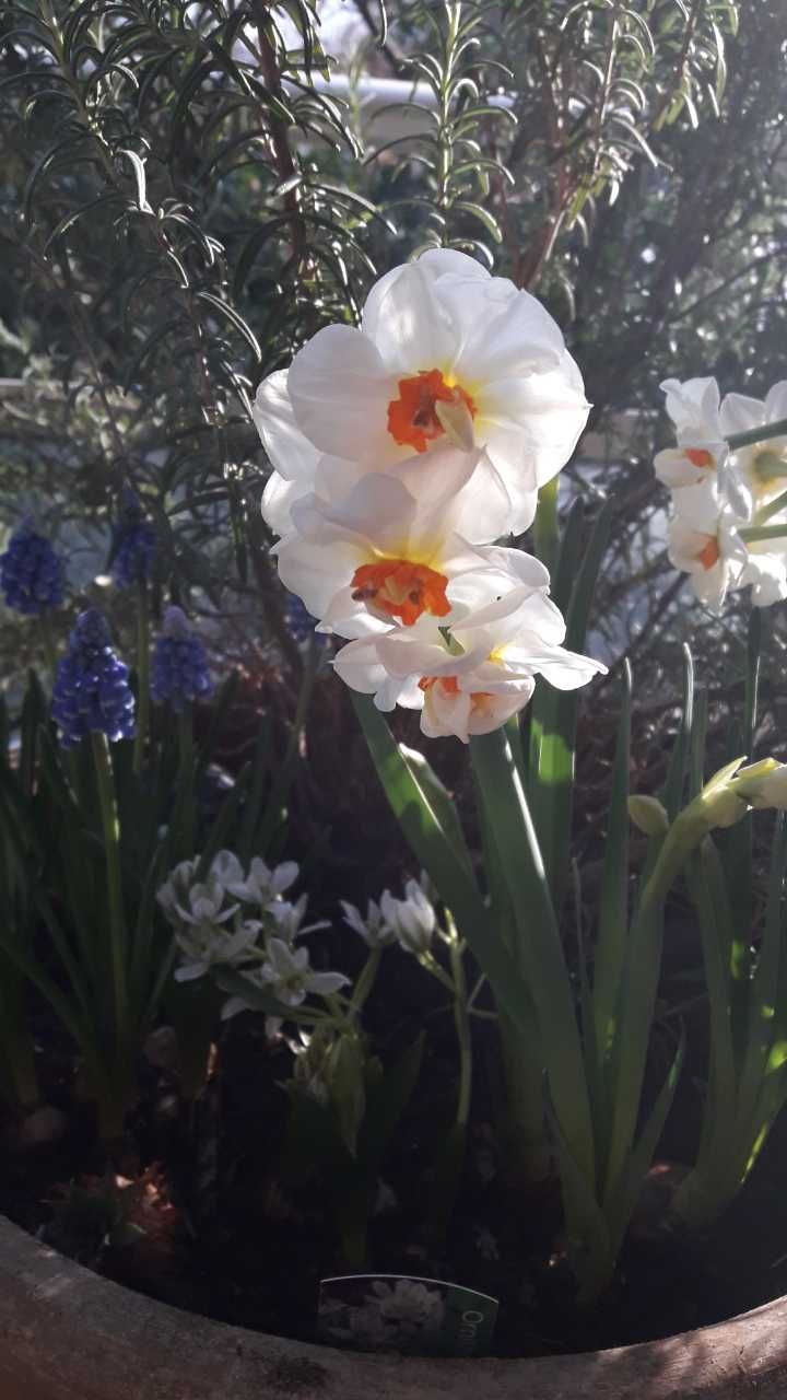 Narcisses