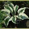 Hosta Blue Ivory