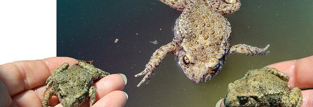 Le crapaud crécelle