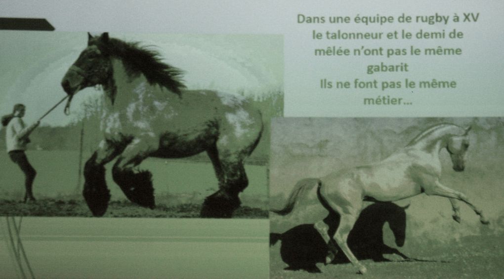 Mane - le cheval à travers les âges