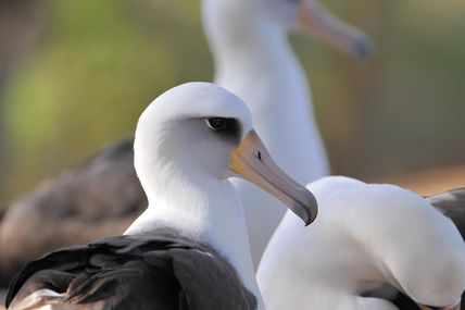 Une vidéo intéressante à propos des liens sociaux ; pourquoi DIEU agit de telle manière, et pas d'une autre. Les Contagions Complexes-La Folie/Sagesse des Foules- Le modèle spirituel de l'Albatros