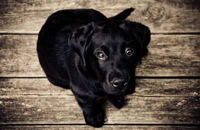 Il Piccolo Cane Nero