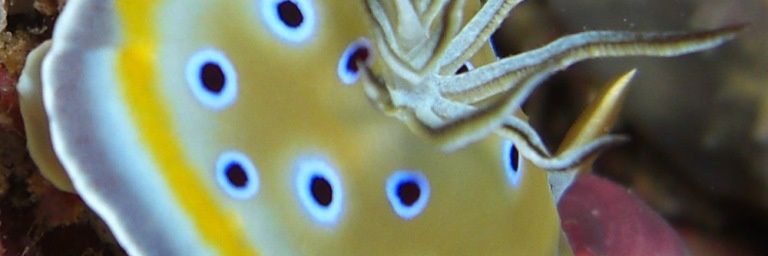 Vidéo d'un Nudibranche Doridien; Chromodoris geminus (jumeau)