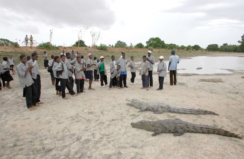 Visites de la mare aux crocodiles. Photos : Olivier BORN