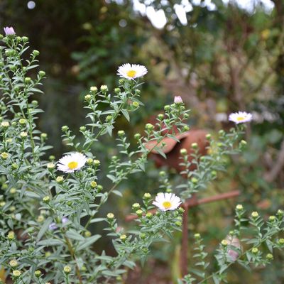 Des asters et encore des asters !