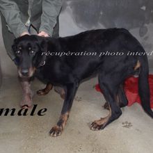 Mâle beauceron âgé trouvé sur Paulx 44270 - maître retrouvé -