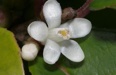 Symplocos guianensis