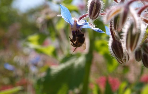 Jardiner avec les insectes