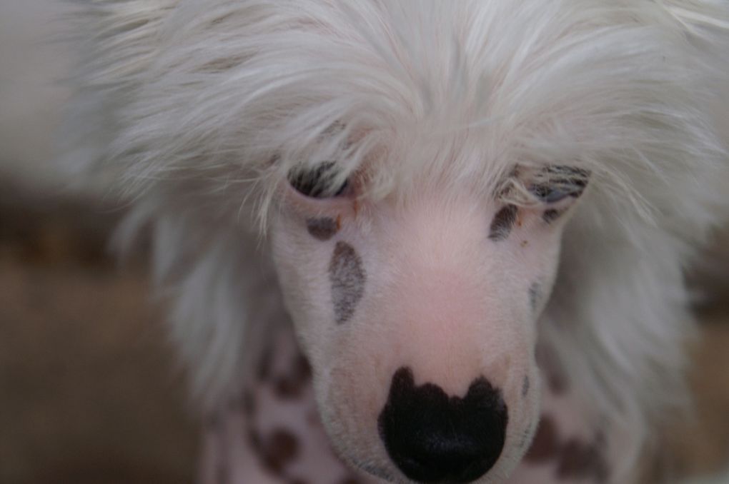 Male chien chinois nue léopard né le 12 02 2009