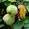 Bientôt les fruits à pépins.