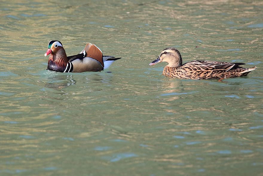 Album - Faune-Oiseau-7