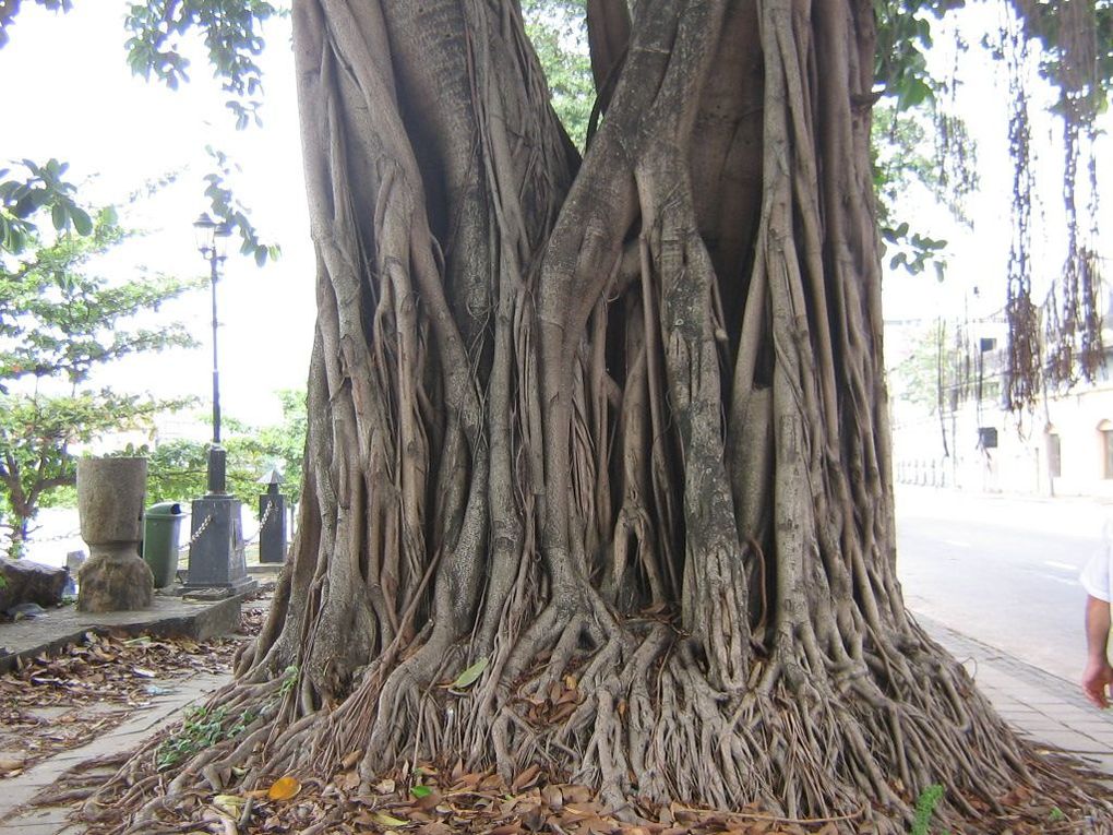 Album - Sri-Lanka