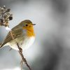 Rouge gorge sous la neige