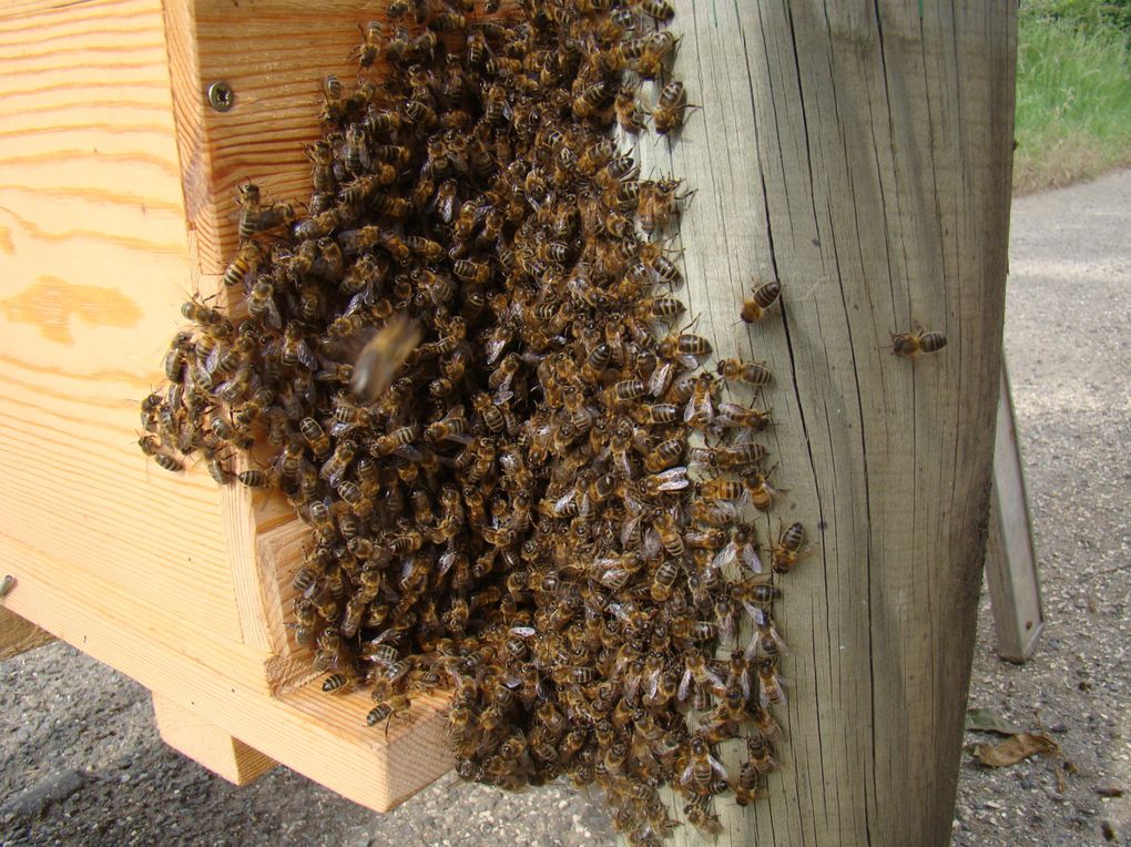 Essaim d'abeilles posé sur une borne de sécurité en bord de route entre la voie routière et la voie cyclable! Face au Collège du Pinier à MELLE! Gloubs!!!