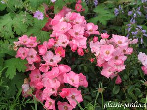 Les rosiers en F. de Fk à Fra.