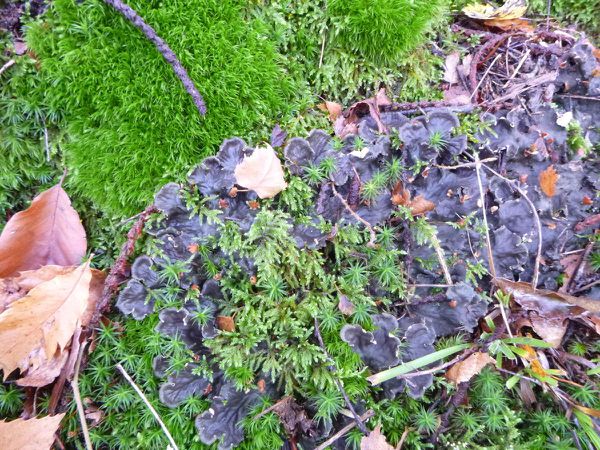 L'énigme du jour : un Lichen, Peltigera sp, et non un champignon comme nous le supposions...
