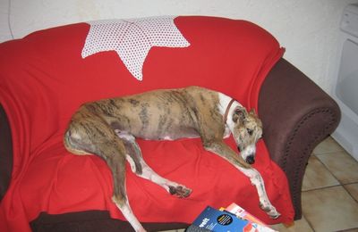 Un galgo que l'on a voulu laisser mourir d'inanition