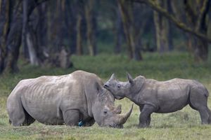 Espèces en voie de disparition: la sixième extinction massive serait déjà en cours, et c'est de notre faute