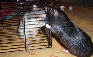 Album - Les rats