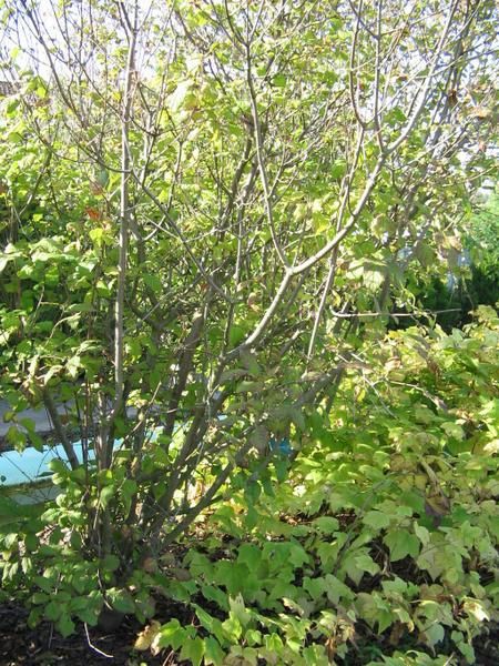 Premi&egrave;re visite au jardin, enfin pas pour tout le monde, car les anciens &eacute;l&egrave;ves connaissent. <br />Le plaisir reste toujours le m&ecirc;me !<br />Nous exploiterons ces photos au retour des vacances scolaire de la Toussaint.