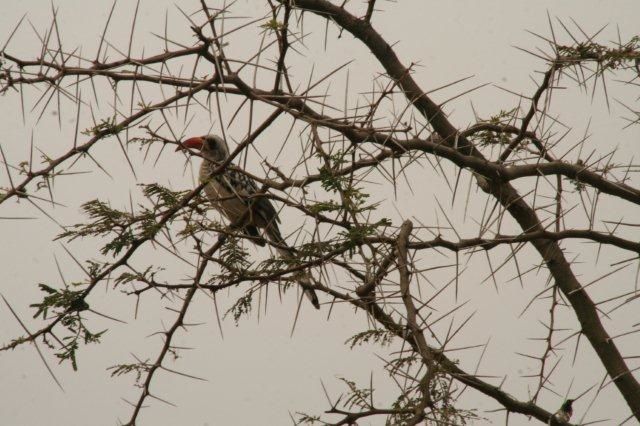 Album - Sine-Saloum-Senegal