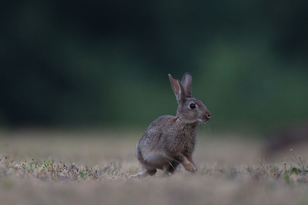 Lapins de garenne et merle noir.