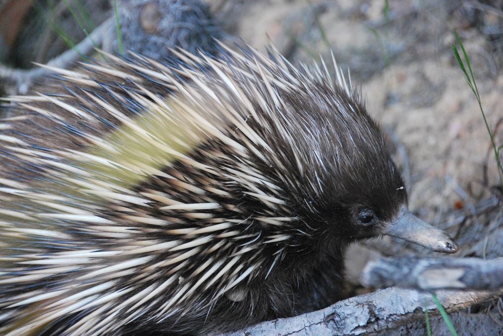 Kangaroo Island