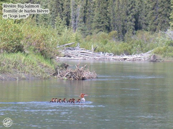 Été 2008 : Rivières Big Salmon et Yukon